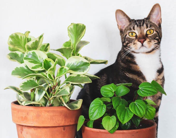 Plantas junto a un gato
