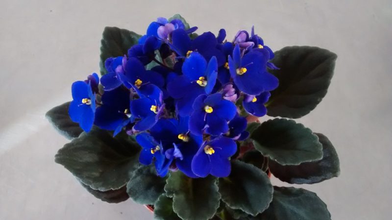 Violeta africana con flores de color morado/azul