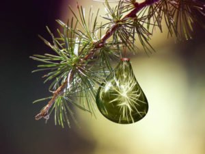 gota de agua en hojas de abeto de Navidad