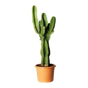 Cactus de Ikea a 49 euros