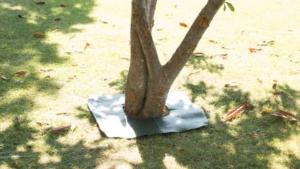 Proteger y embellecer tronco de un árbol con malla antihierbas