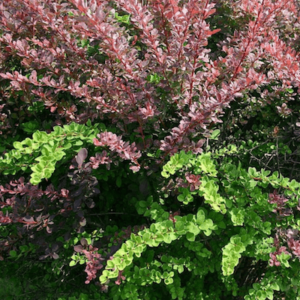 Berberis o Agracejo rojo. Berberis thunbergii.