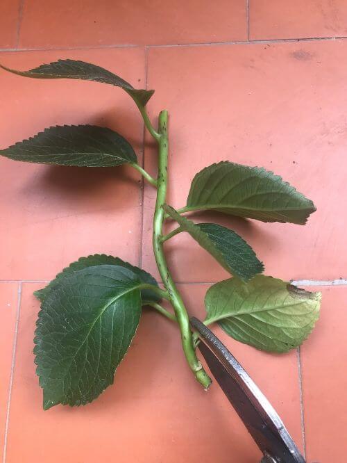Quitar las hojas del nudo inferior de la hortensia