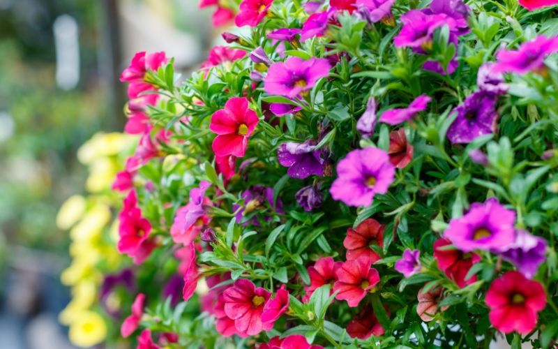 Plantas de verano con flores resisten pleno sol - Handfie