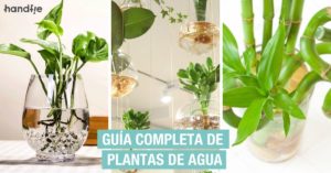 Guía completa sobre plantas de agua