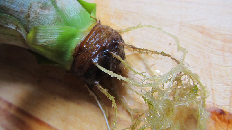 Detalle de las raíces germinadas del tronco de una piña, listo para cultivar en una maceta