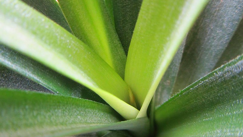 Detalle del centro de las hojas de una planta de piña con un pequeño brote