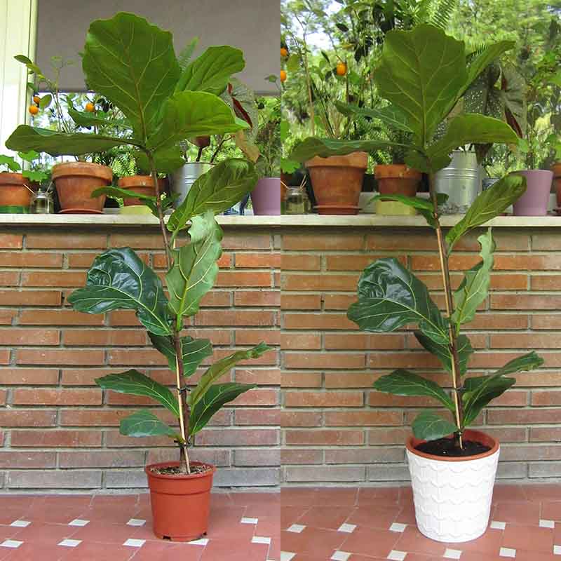 La misma planta antes y después del trasplante de maceta