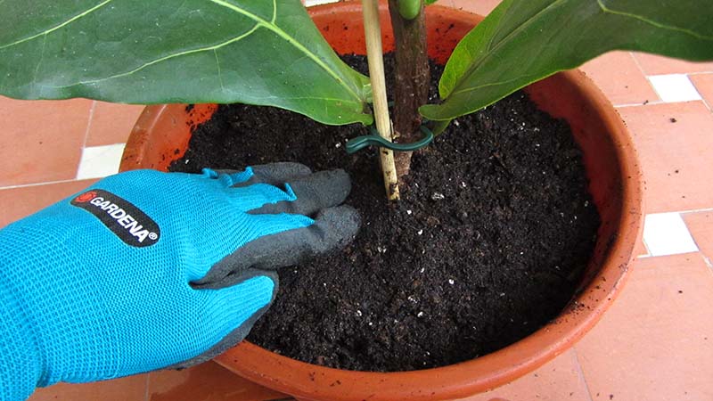 Una mano con guantes de jardín compacta la tierra en una planta de acaba de cambiar de maceta