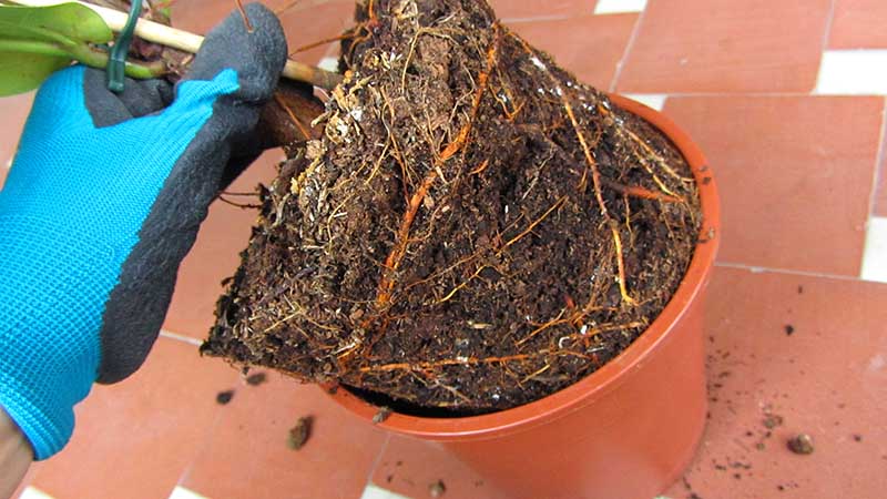 Cepellón de una planta con las raíces muy prietas 