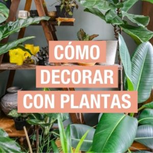 Cómo decorar con plantas