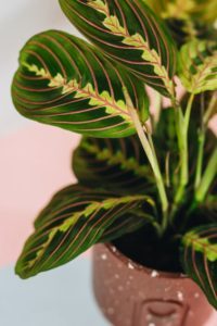 Maranta Leuconera planta de interior fácil de cuidar