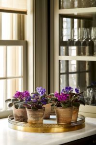 Violeta africana con flores de color morado/azul