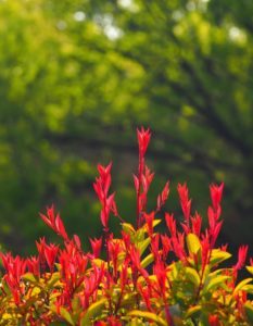 Fotinia planta de jardín hojas rojas
