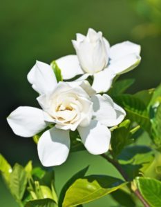 Plantas de jardín Gardenias blanca