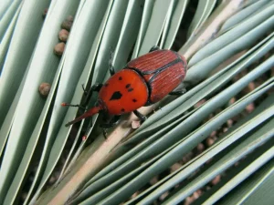 Insecto Picudo rojo como plaga del Palmito