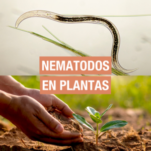 cómo eliminar y prevenir nematodos en plantas handfie