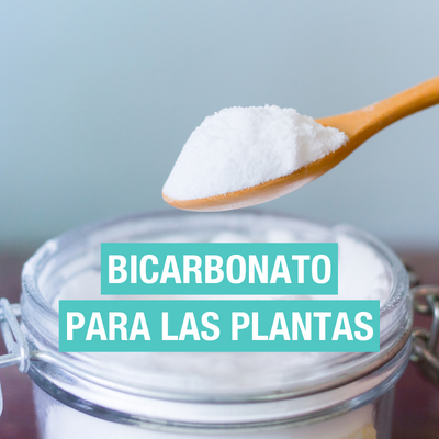 bicarbonato para las plantas beneficios y aplicaciones handfie